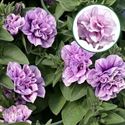 Afbeelding van Petunia double P12 Pink purple vein
